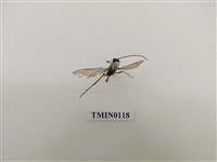 藏品(寄生蜂)的圖片